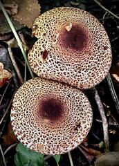Macrolepiota colombiana