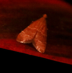Arta epicoenalis