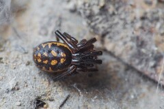 Steatoda incomposita