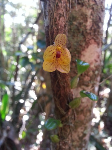 Bulbophyllum analamazoatrae