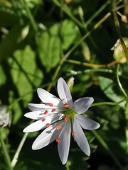 Stellaria palustris