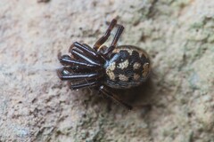 Steatoda incomposita