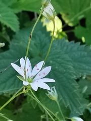 Stellaria palustris