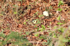 Belenois creona severina