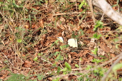 Belenois creona severina