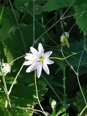 Stellaria palustris