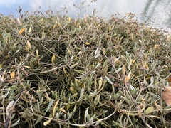 Atriplex portulacoides