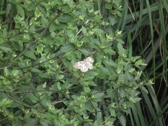 Abraximorpha davidii