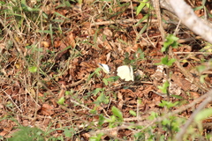 Belenois creona severina
