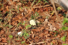 Belenois creona severina