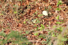 Belenois creona severina