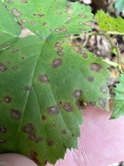 Phragmidium violaceum