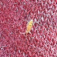 Willowsia nigromaculata