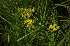 Senecio sarracenicus