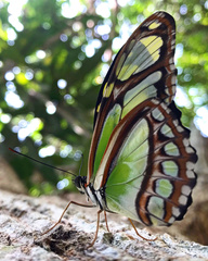 Philaethria dido