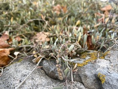 Atriplex portulacoides