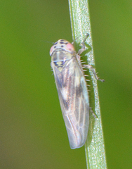 Macrosteles