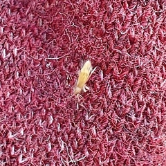 Willowsia nigromaculata