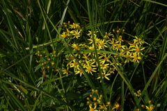 Senecio sarracenicus