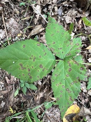 Phragmidium violaceum