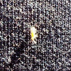 Willowsia nigromaculata