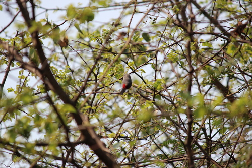 Grey Waxbill (Glaucestrilda perreini), photo 3
