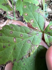 Phragmidium violaceum