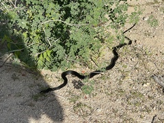 Masticophis fuliginosus
