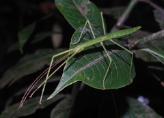 Libethra