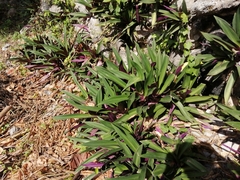 Tradescantia spathacea