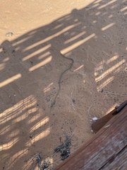 Psammophis leightoni