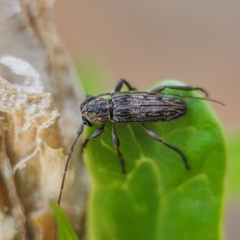 Lypsimena fuscata