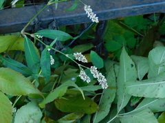 Persicaria lapathifolia