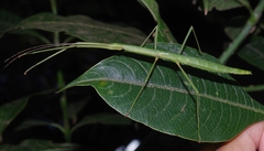 Libethra