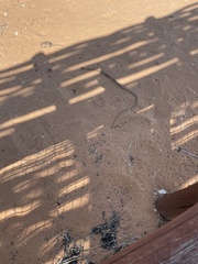 Psammophis leightoni