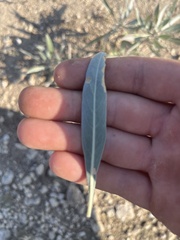 Oenothera macrocarpa