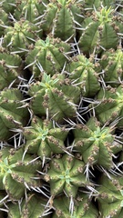Euphorbia pulvinata