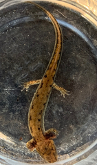 Plethodontidae
