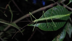Libethra