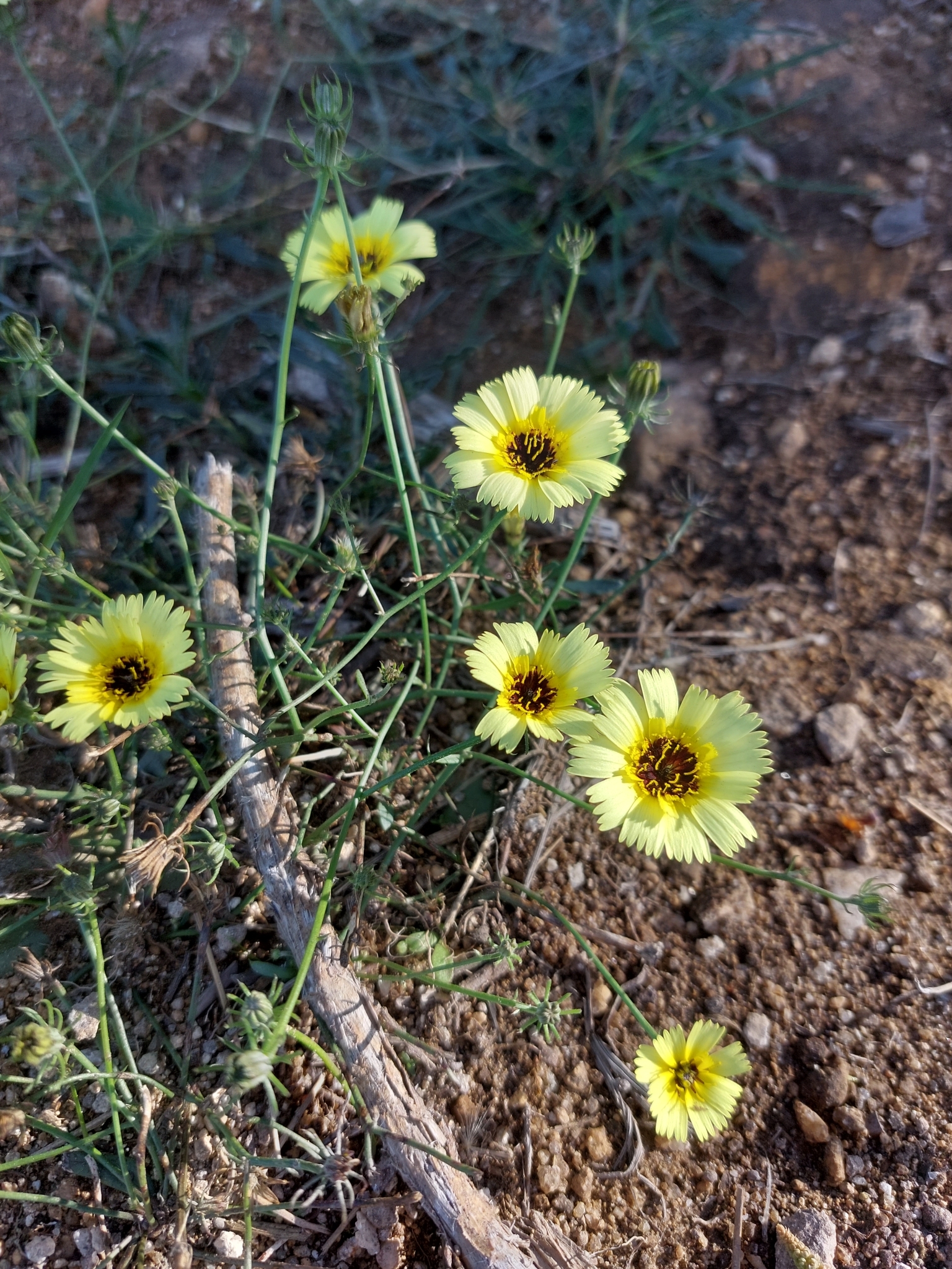 Tolpis barbata
