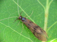 Mystacides interjectus