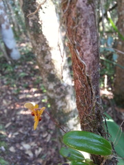 Bulbophyllum analamazoatrae image