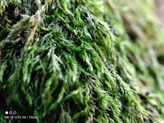 Pseudisothecium myosuroides