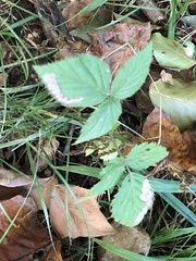 Rubus flagellaris