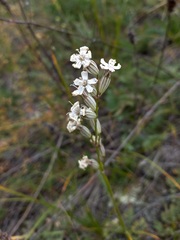 Silene jeniseensis