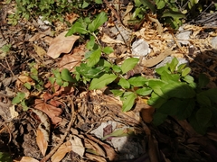 Petiveria alliacea