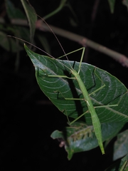 Libethra