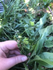 Cynoglossum officinale