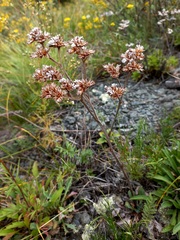 Goniolimon speciosum