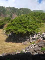 Juniperus brevifolia
